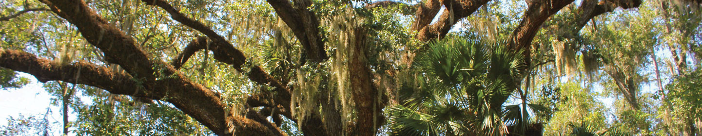 Big oak tree near Lake Griffin in Lady Lake