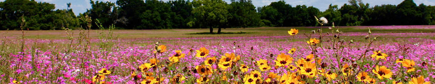 Wild flower field in bloom in Wildwood