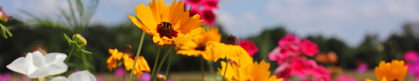 wildflowers in a field