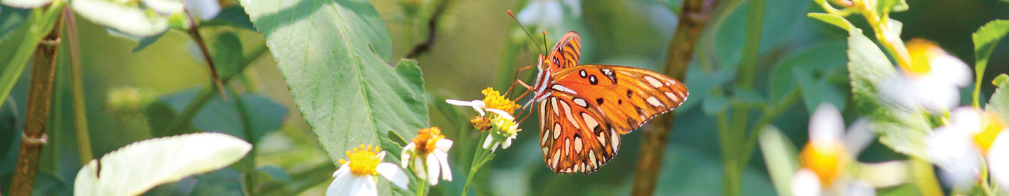 Butterfly at Pear Park in Leesburg