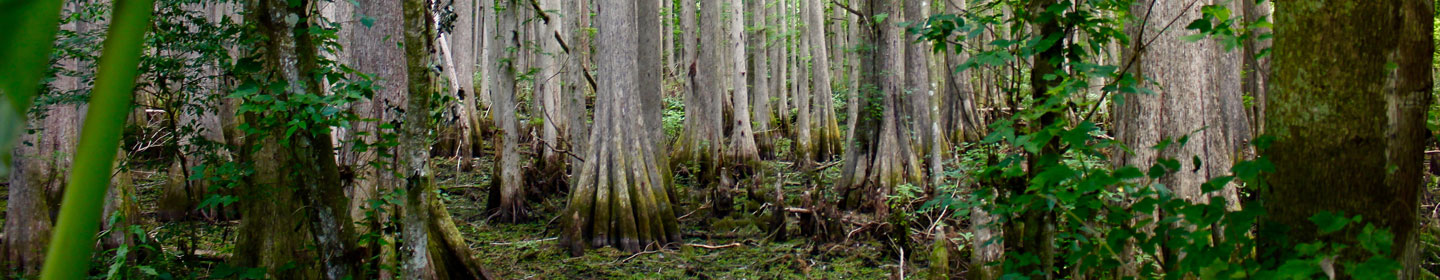 Cypress marsh in Lady Lake